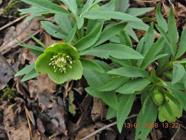 Image of Hellebore