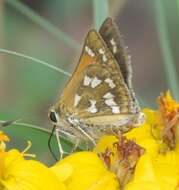 Image of Green Skipper