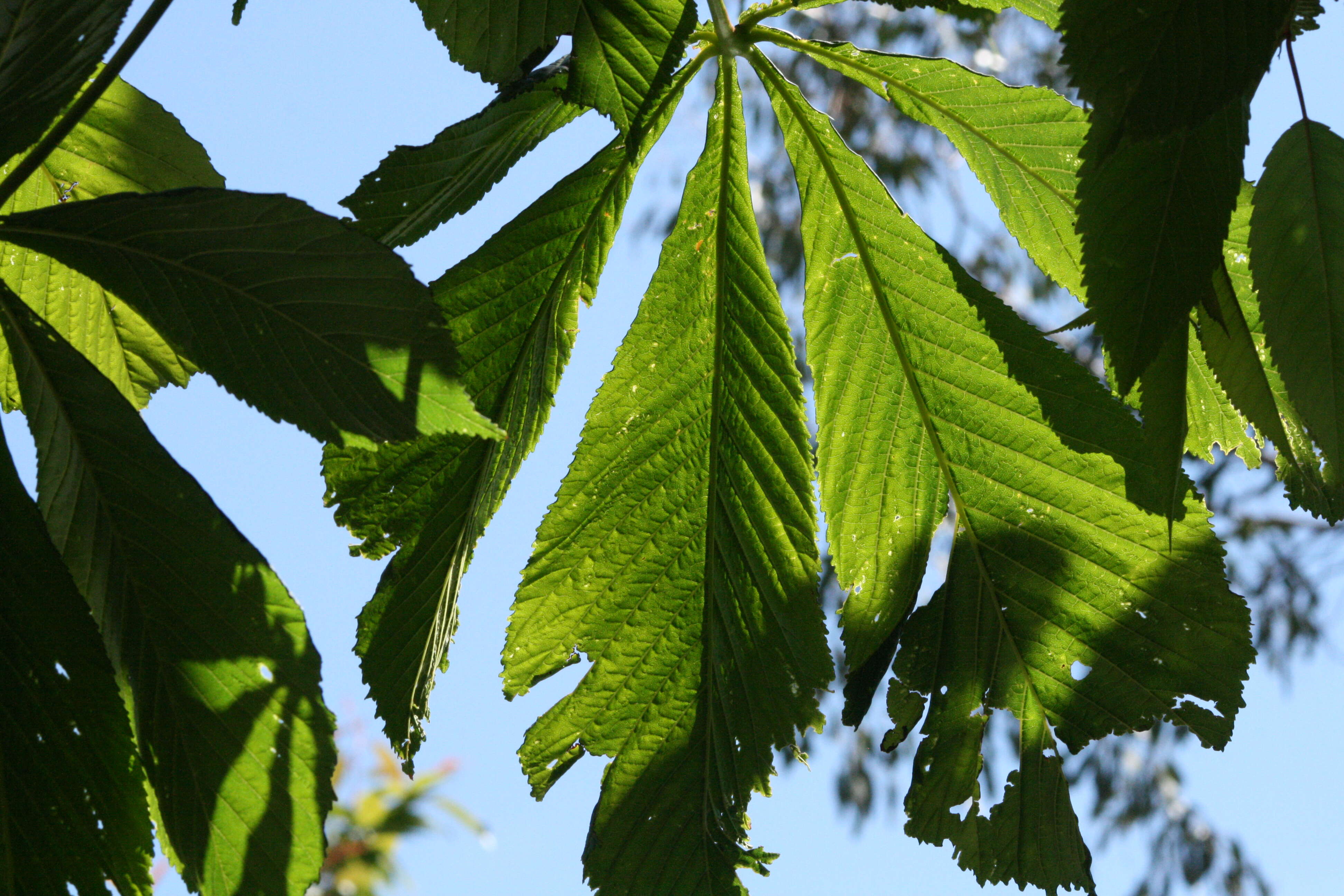 Image of European horse chestnut