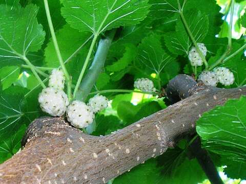 Image of white mulberry