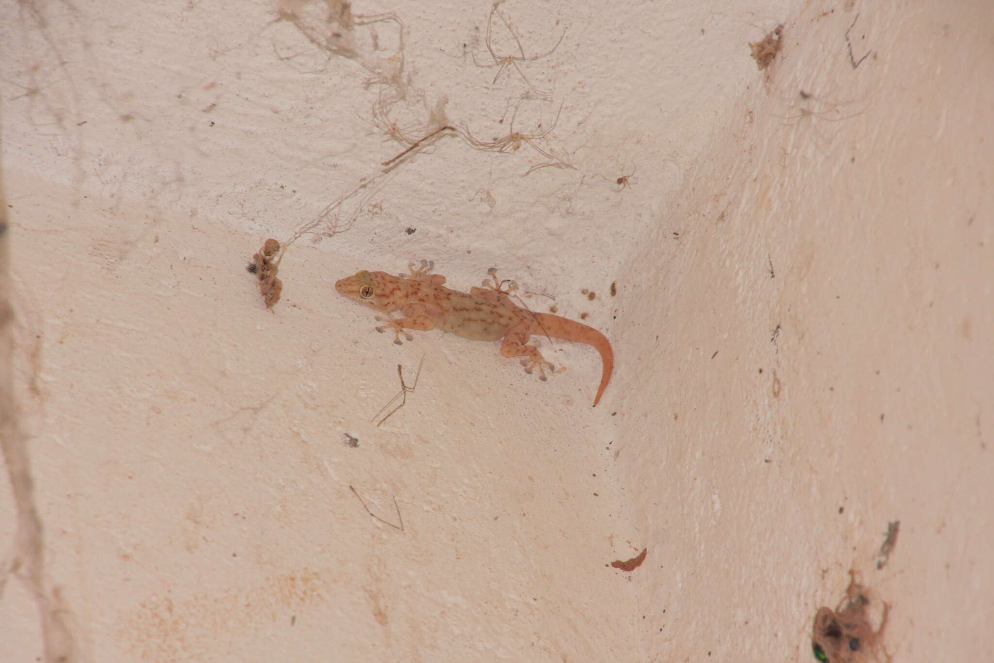 Image of Sahelian Fan-toed Gecko