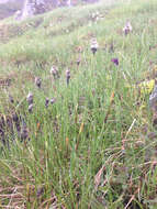 Image of Hare's-tail cottongrass