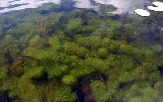 Image of Carolina fanwort