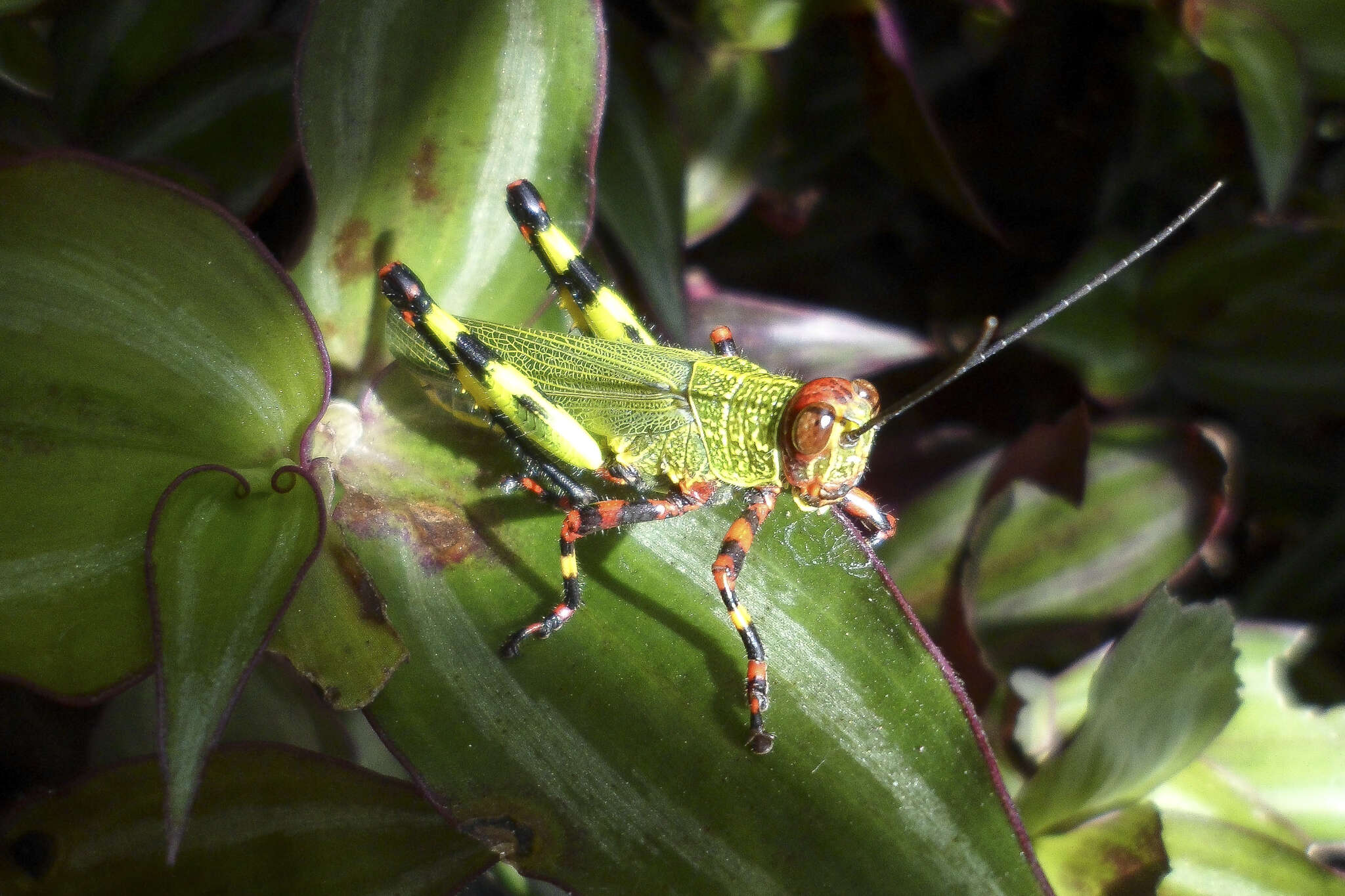 Image of Zoniopoda tarsata (Serville 1831)