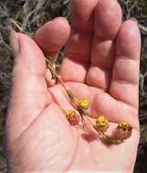 Image of Hermannia concinnifolia Verdoorn