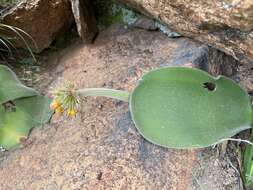 Imagem de Haemanthus humilis Jacq.