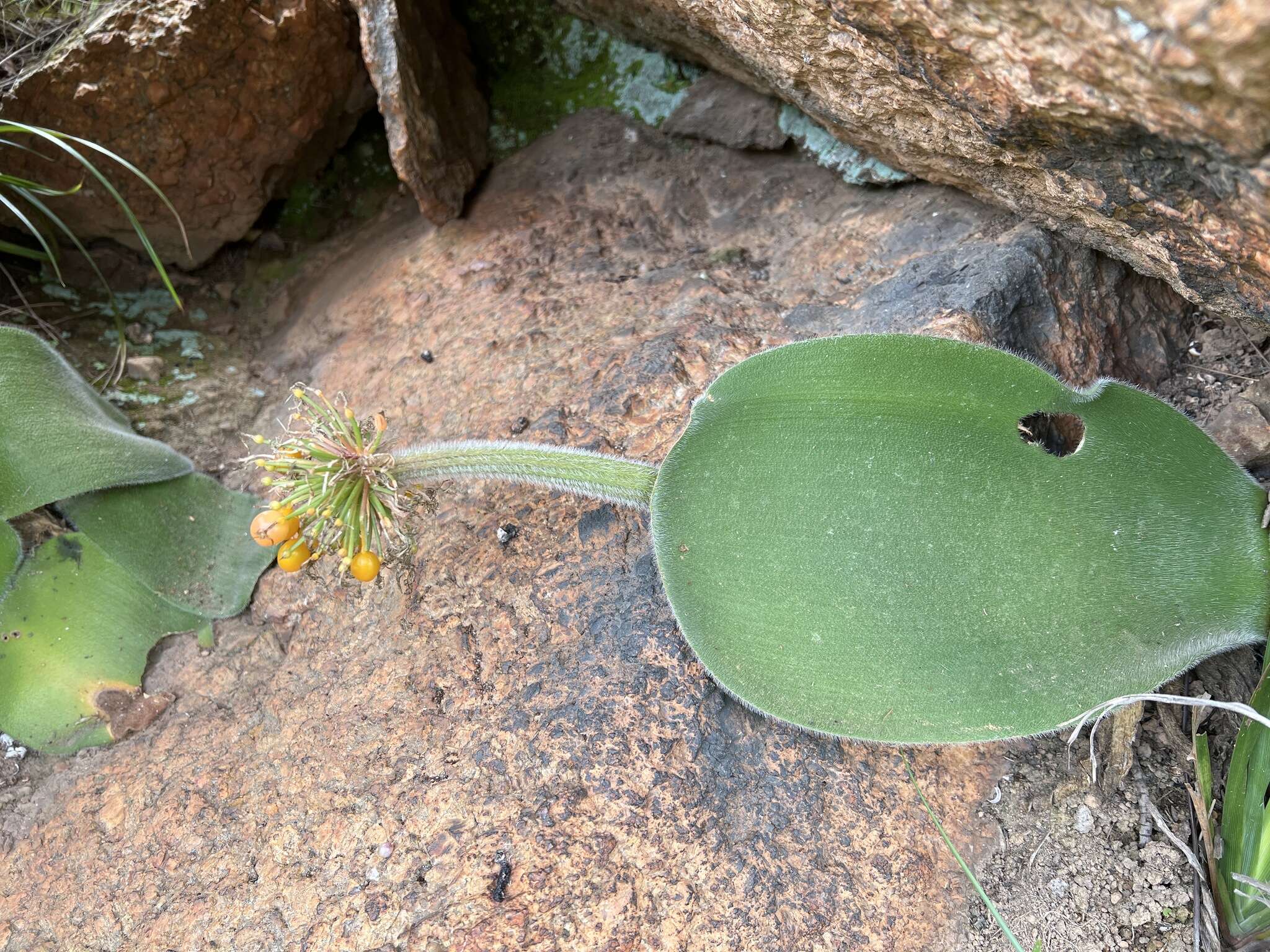 Imagem de Haemanthus humilis Jacq.