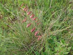 Image of Hesperantha radiata subsp. radiata