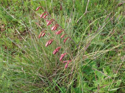 Image of Hesperantha radiata subsp. radiata