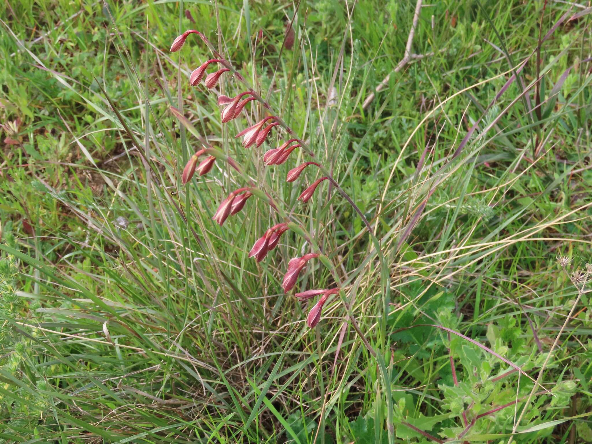 Hesperantha radiata subsp. radiata的圖片