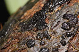 صورة Annulohypoxylon bovei (Speg.) Y. M. Ju, J. D. Rogers & H. M. Hsieh 2005