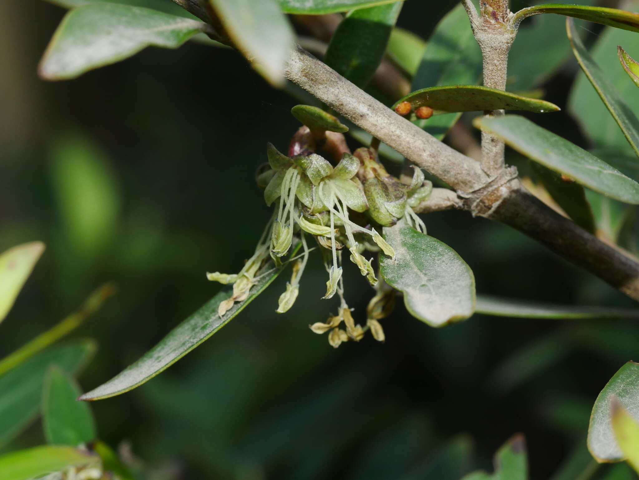 Слика од Coprosma propinqua var. martini W. R. B. Oliv.