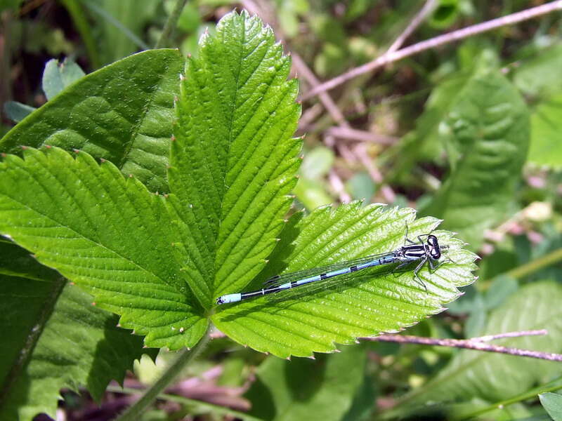 Imagem de Coenagrion puella (Linnaeus 1758)