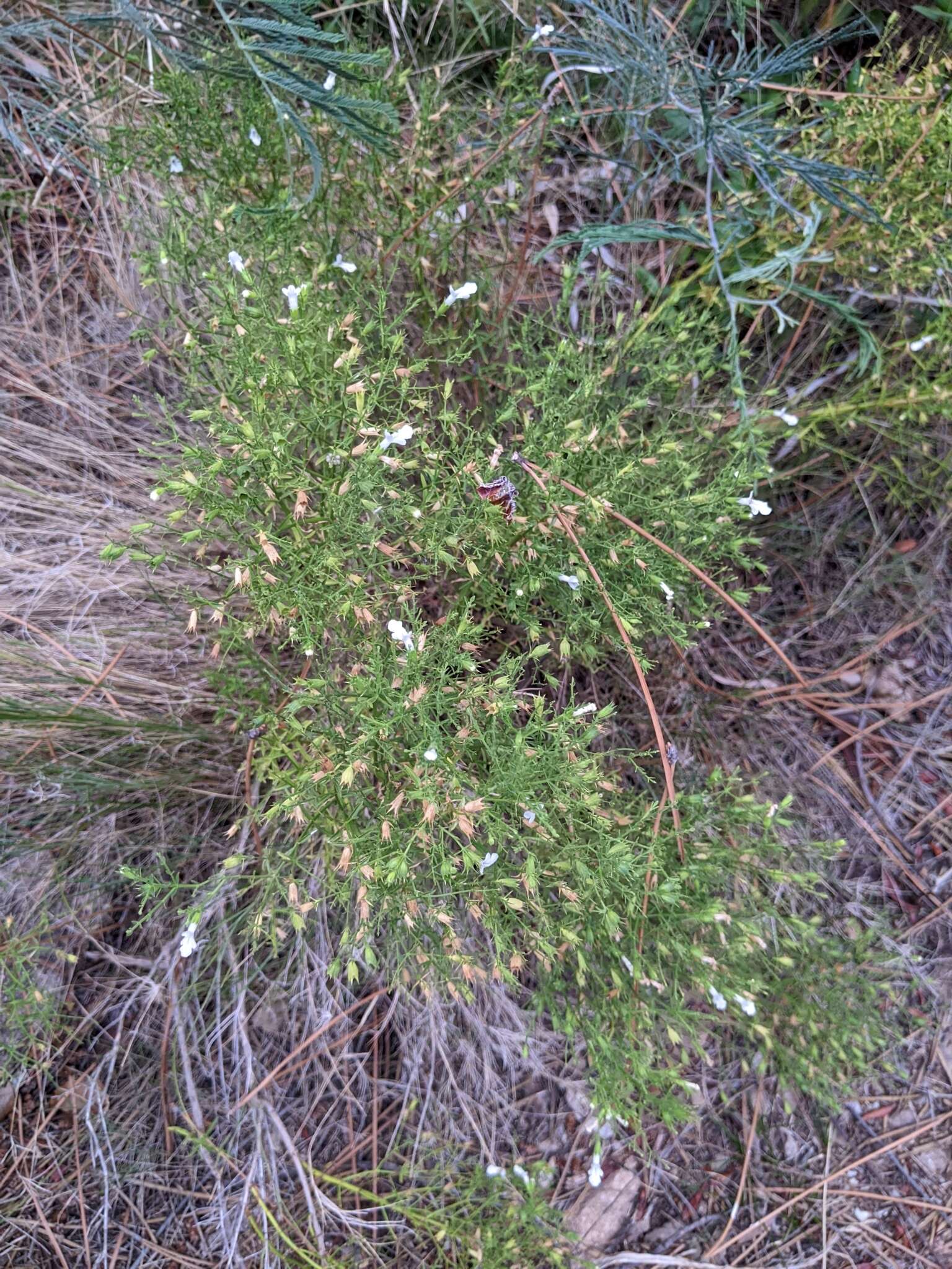 Image de Stachys glutinosa L.