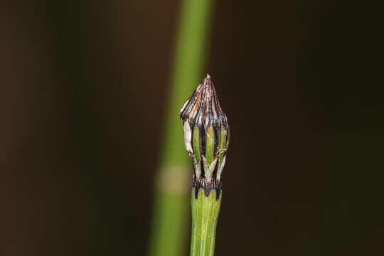 Image of variegated scouringrush