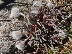 Erigeron bloomeri A. Gray resmi