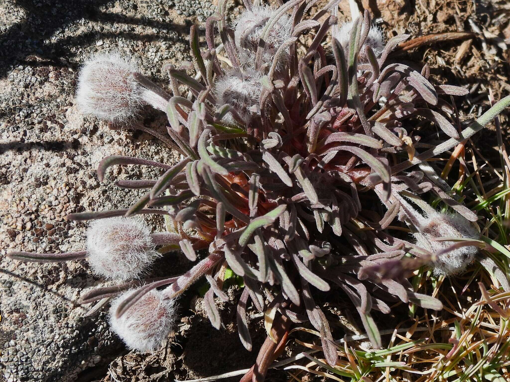 Image de Erigeron bloomeri A. Gray