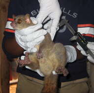Image of Northern Giant Mouse Lemur