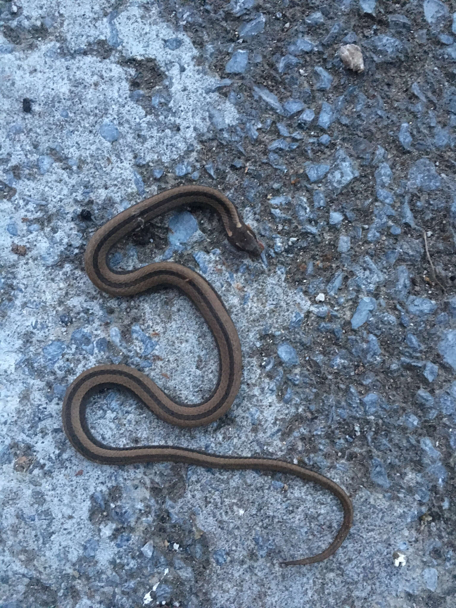 Image of Black-striped Snake