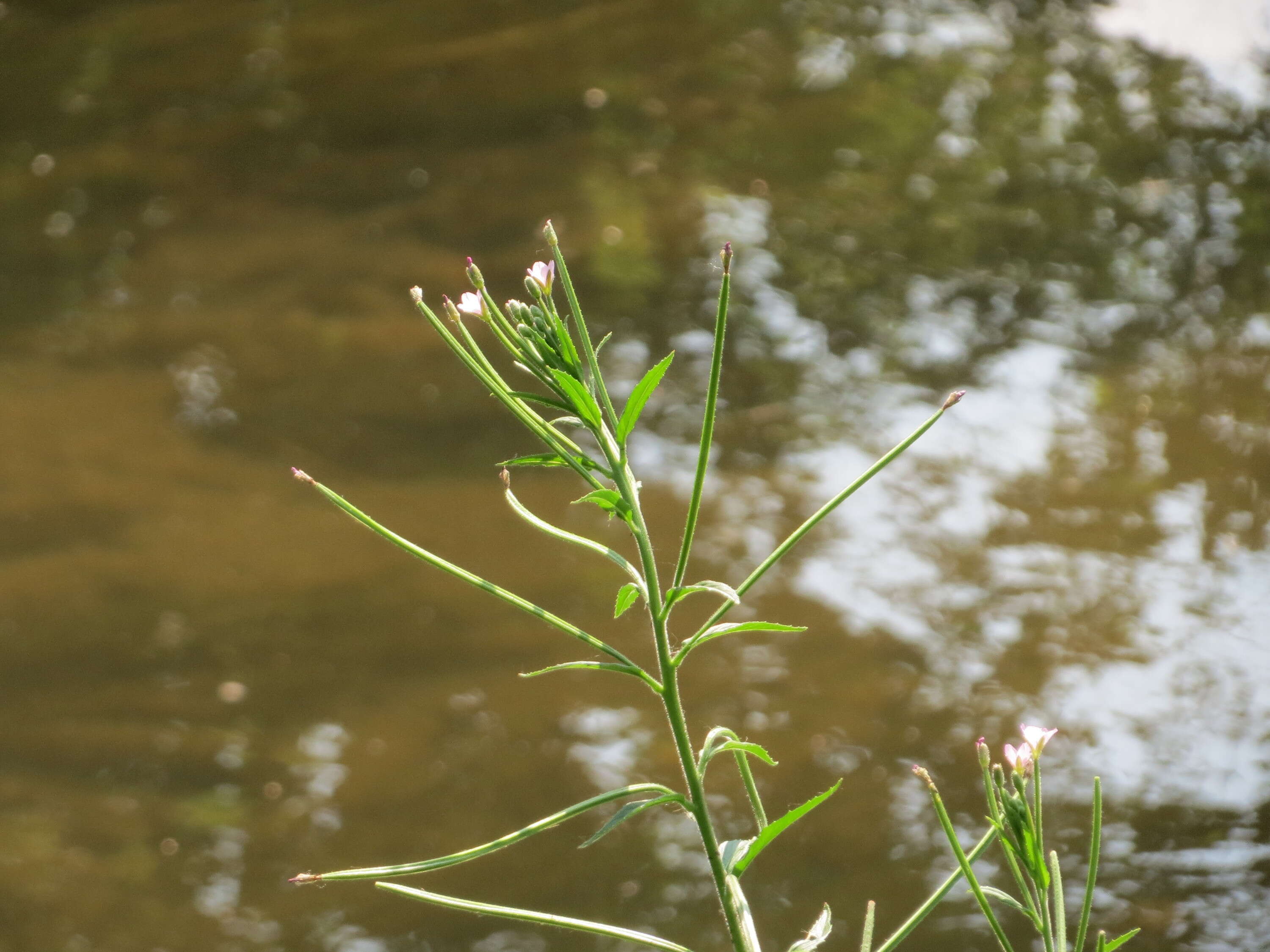 Image of Great Willowherb