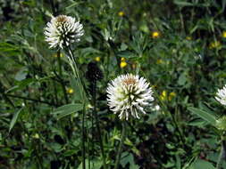 Imagem de Trifolium montanum L.