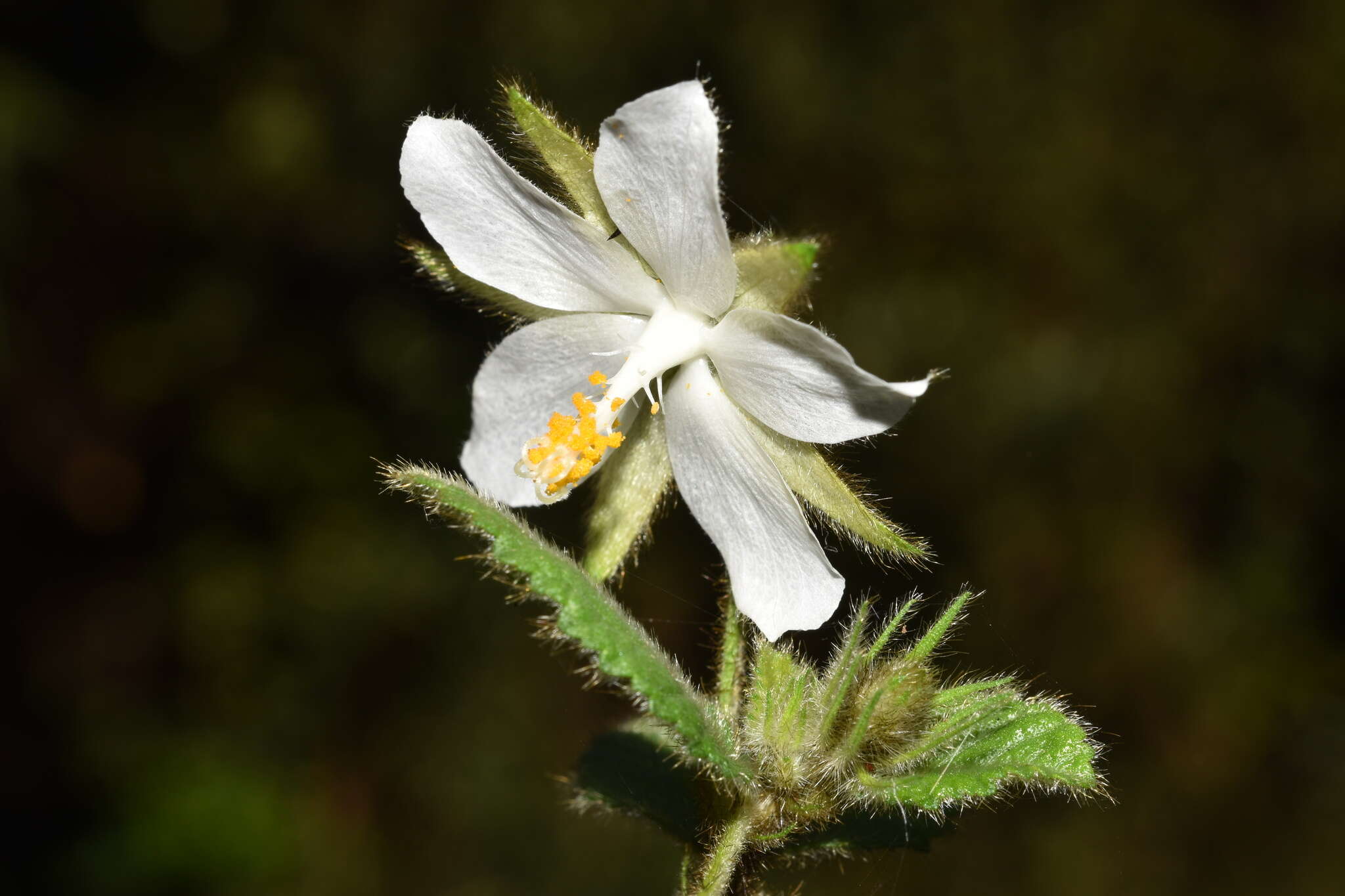 Image of Hibiscus fuscus Garcke