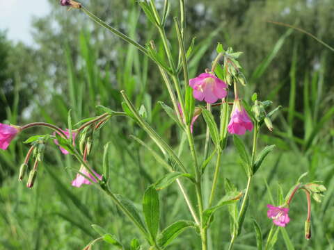 Image of Great Willowherb