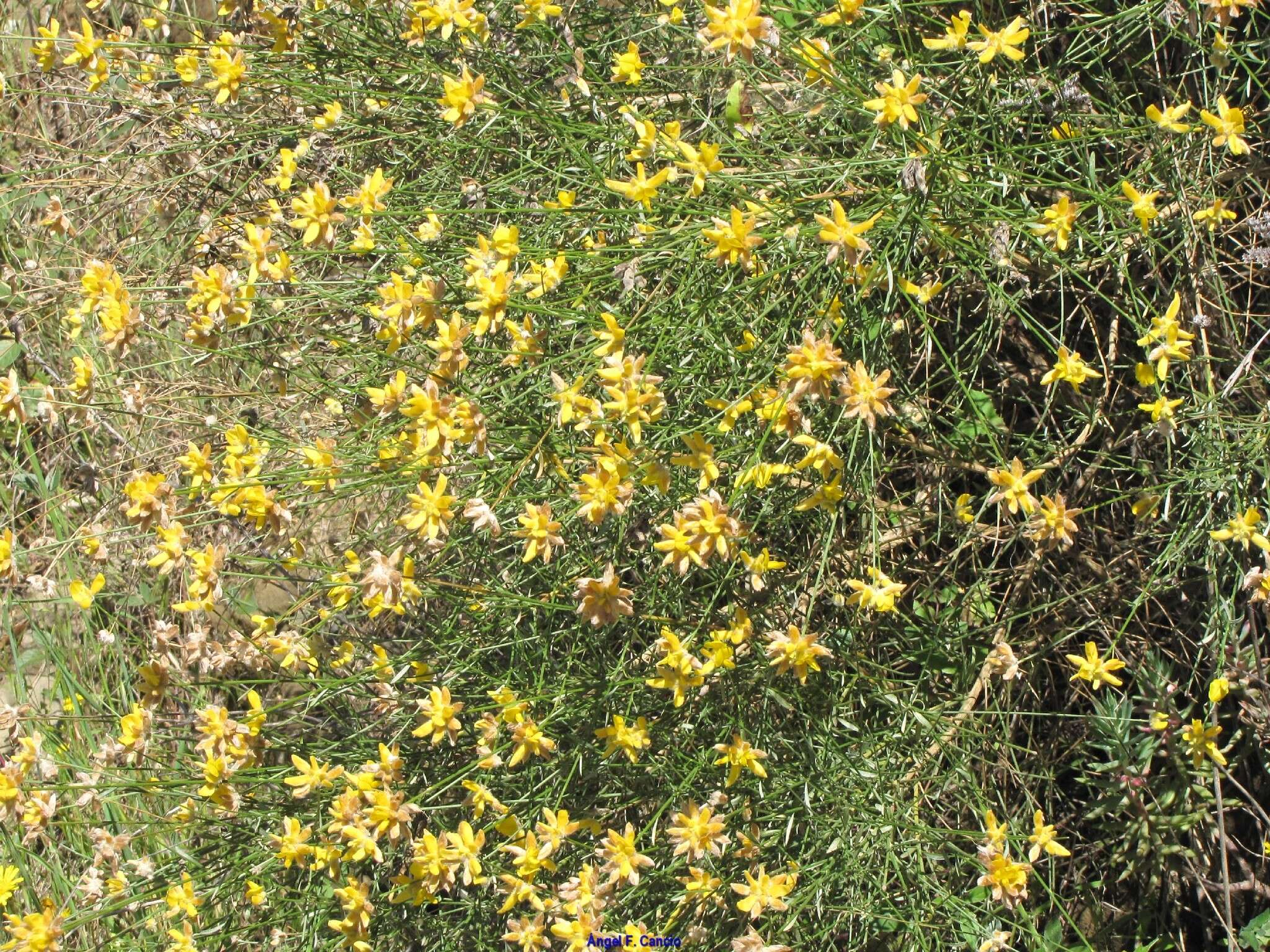 Image of Genista umbellata subsp. equisetiformis (Spach) Rivas Goday & Rivas Mart.