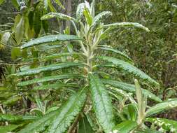 Image of Bedfordia arborescens Hochr.