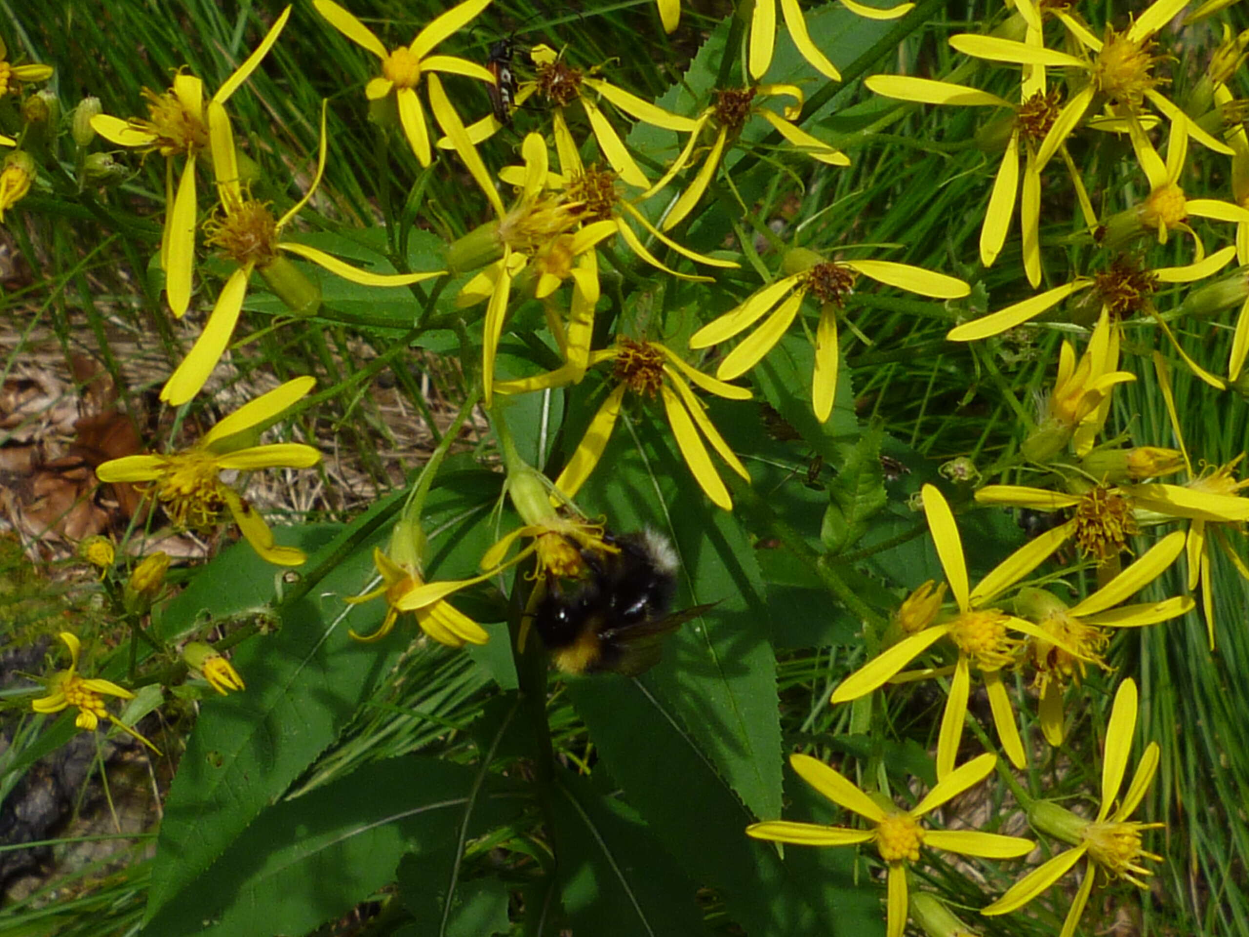 Image of wood ragwort