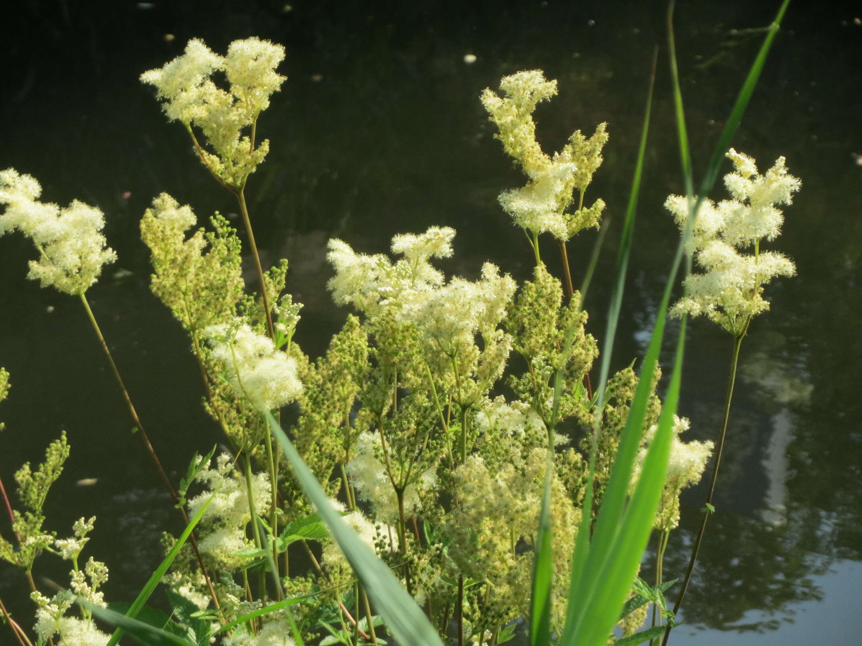 Image of Meadowsweet