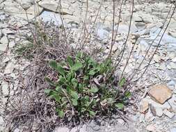 Image de Cephalaria coriacea (Willd.) Roem. & Schult. ex Steudel