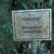 Image of Doryphora sassafras Endl.