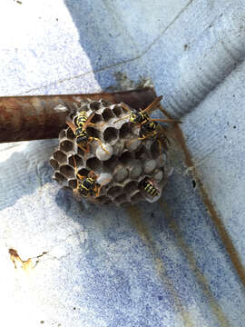 Image of European Paper Wasp