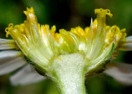 Image of corn chamomile