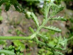 Anthemis arvensis L. resmi