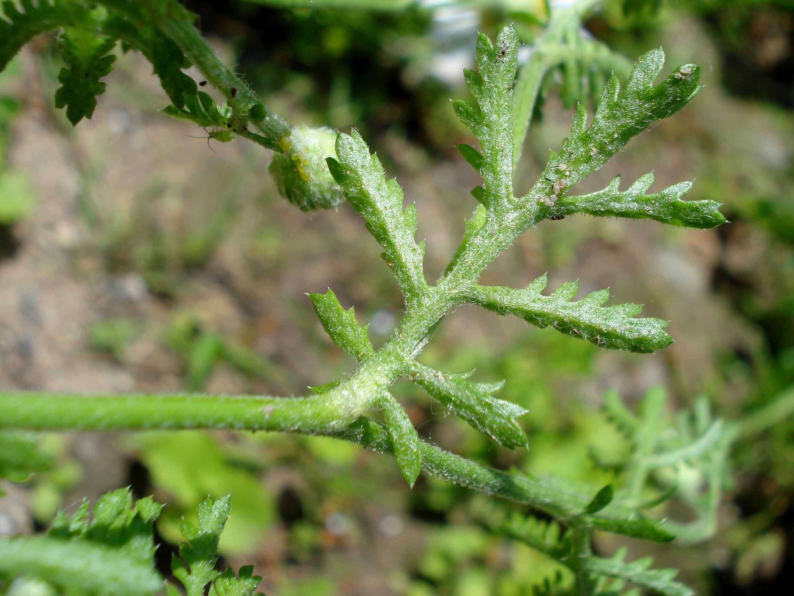 Anthemis arvensis L. resmi