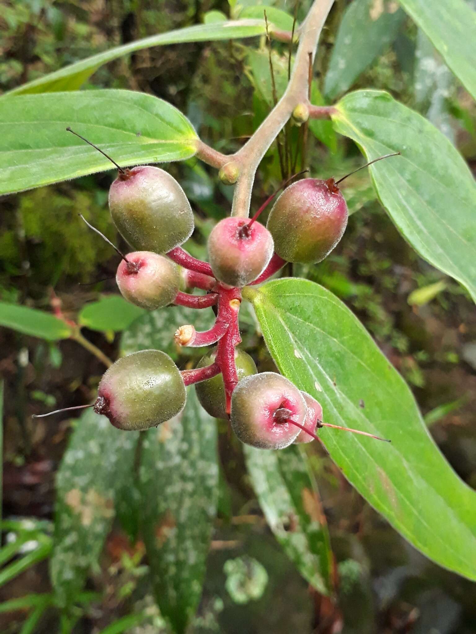 Image of Cavendishia pubescens (Kunth) Hemsl.