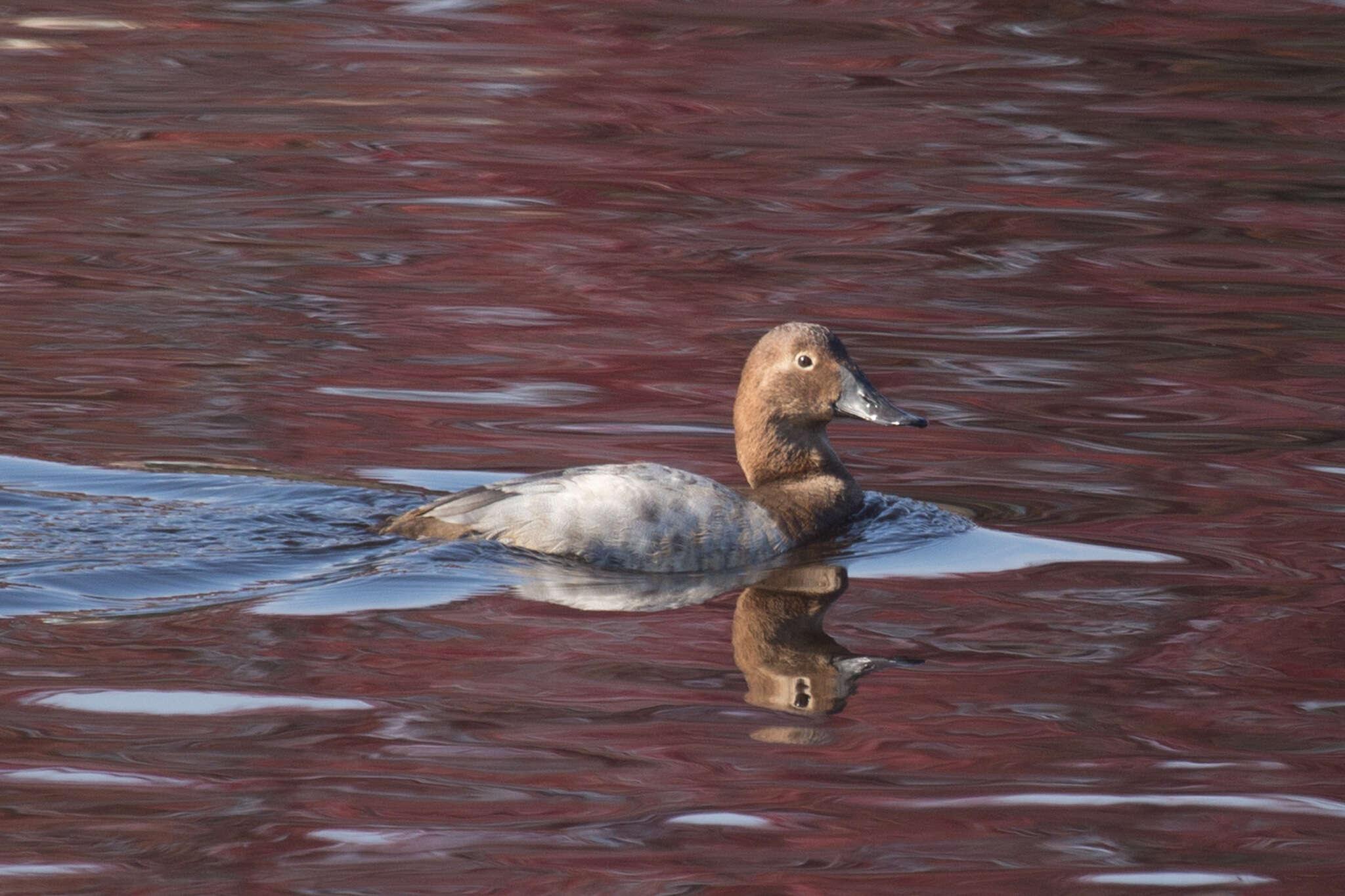 Image of Canvasback