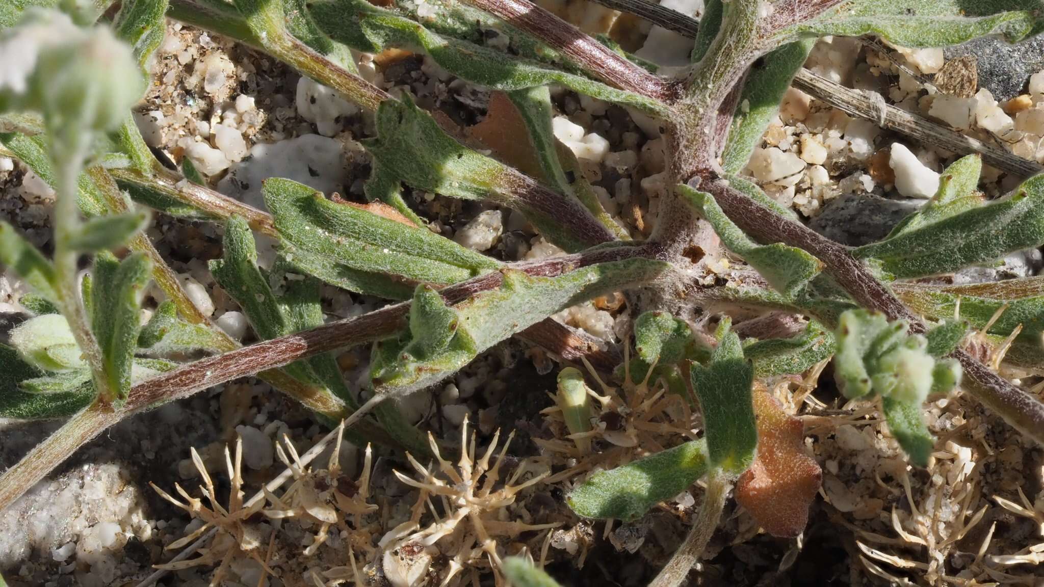 Image de Eriophyllum ambiguum var. paleaceum (Brandeg.) Ferris