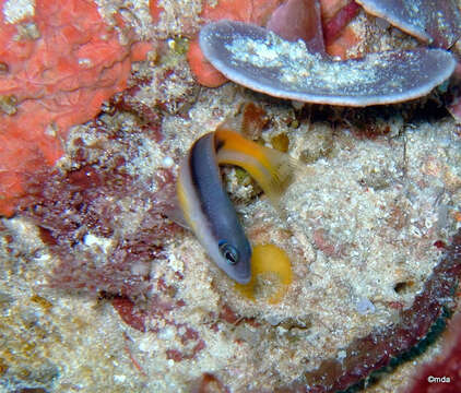 Слика од Pseudochromis ammeri Gill, Allen & Erdmann 2012