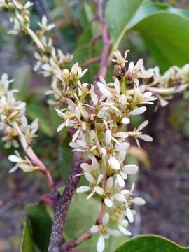 Image of Homalium albiflorum (Boiv. ex Tul.) O. Hoffm.