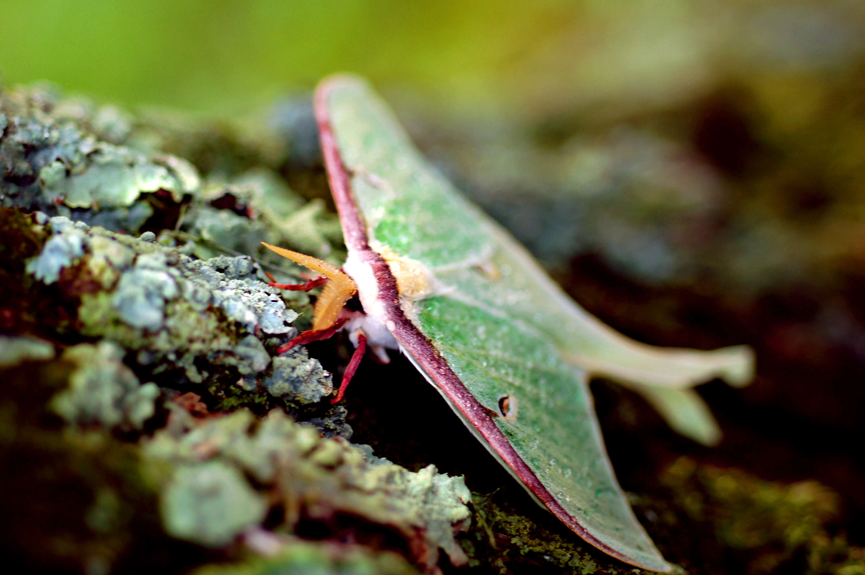 Image of Luna Moth