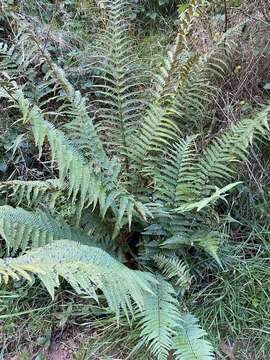 Dryopteris affinis subsp. affinis的圖片