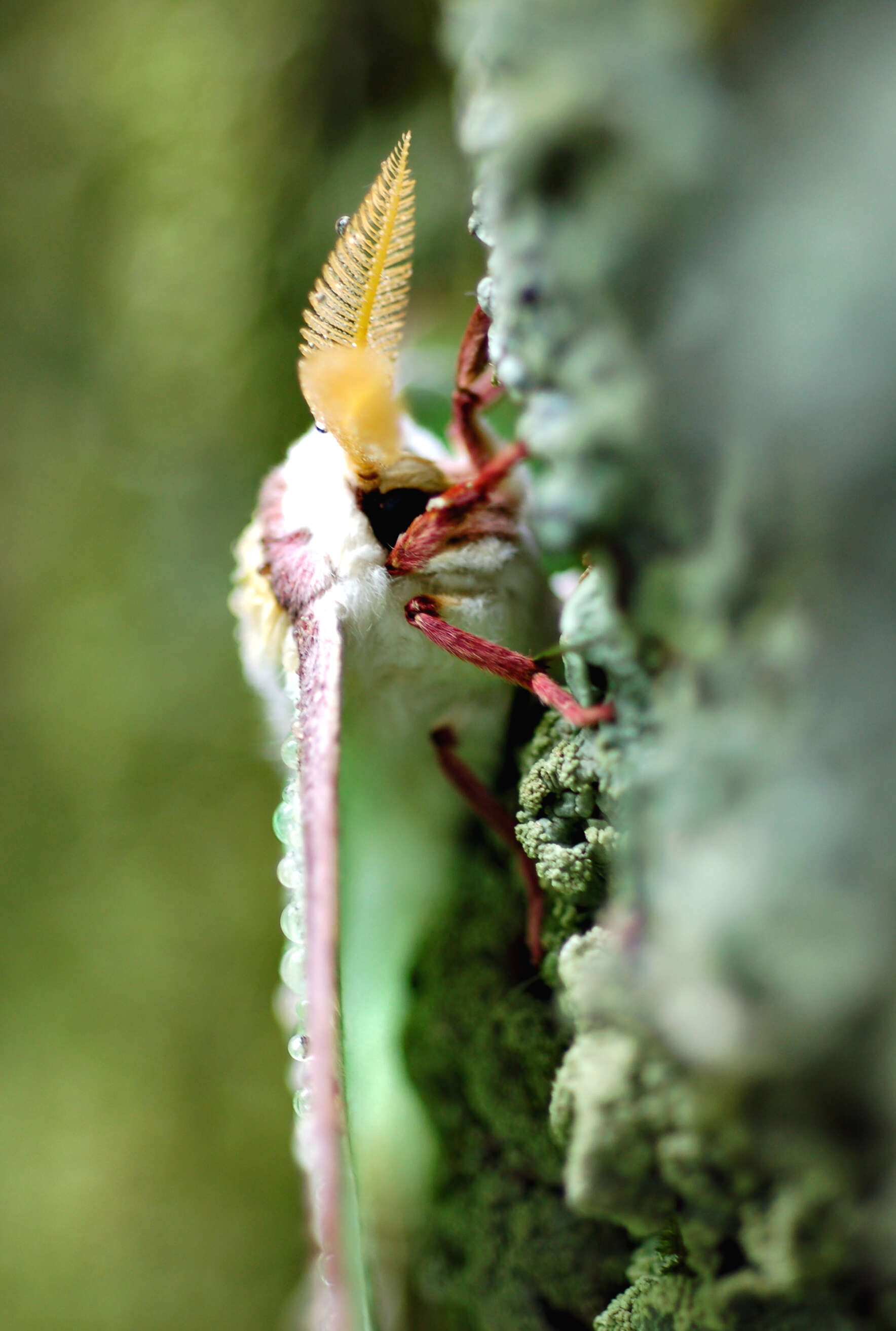 Image of Luna Moth