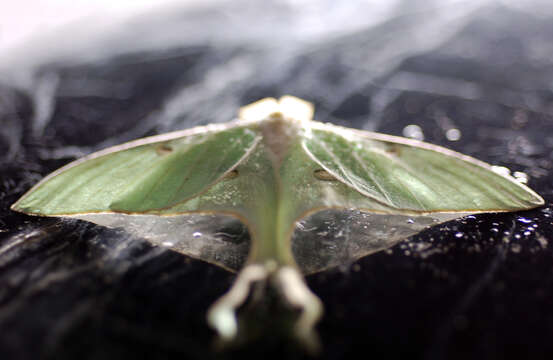 Image of Luna Moth