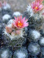 Image of foxtail cactu