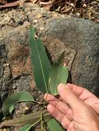 صورة Eucalyptus raveretiana F. Müll.