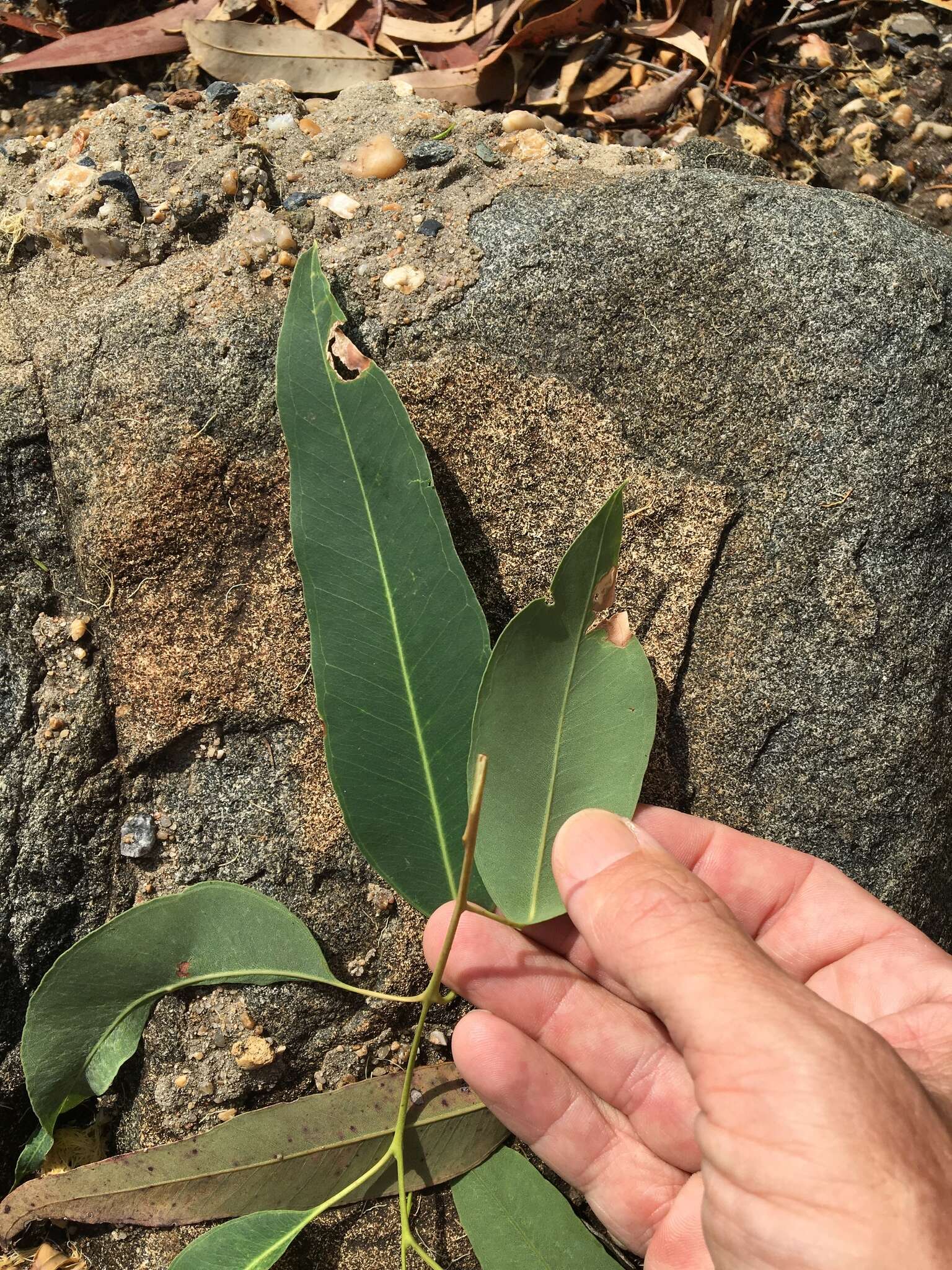 صورة Eucalyptus raveretiana F. Müll.