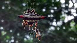 Image of Gasteracantha geminata (Fabricius 1798)